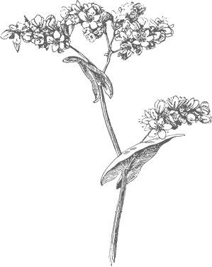 Fleur sarrasin noir sur blanc miel