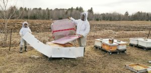 Emballage des ruches d'abeilles pour l'hiver au Québec