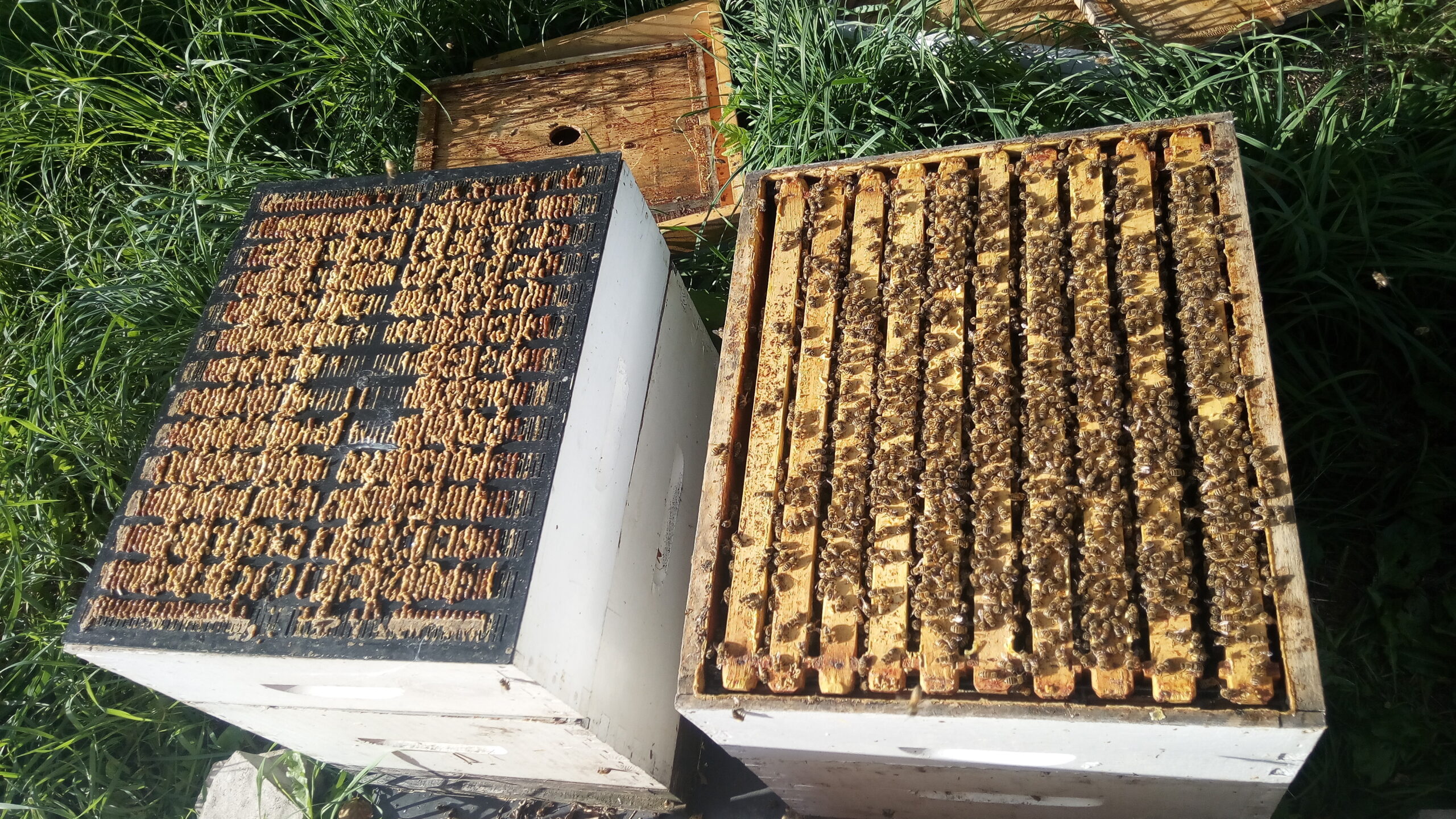 La récolte de la propolis, nos secrets d'apiculteurs