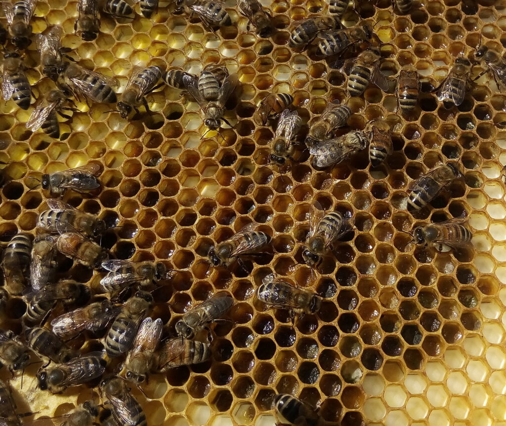 Commandez le miel en rayon - Abeille Heureuse