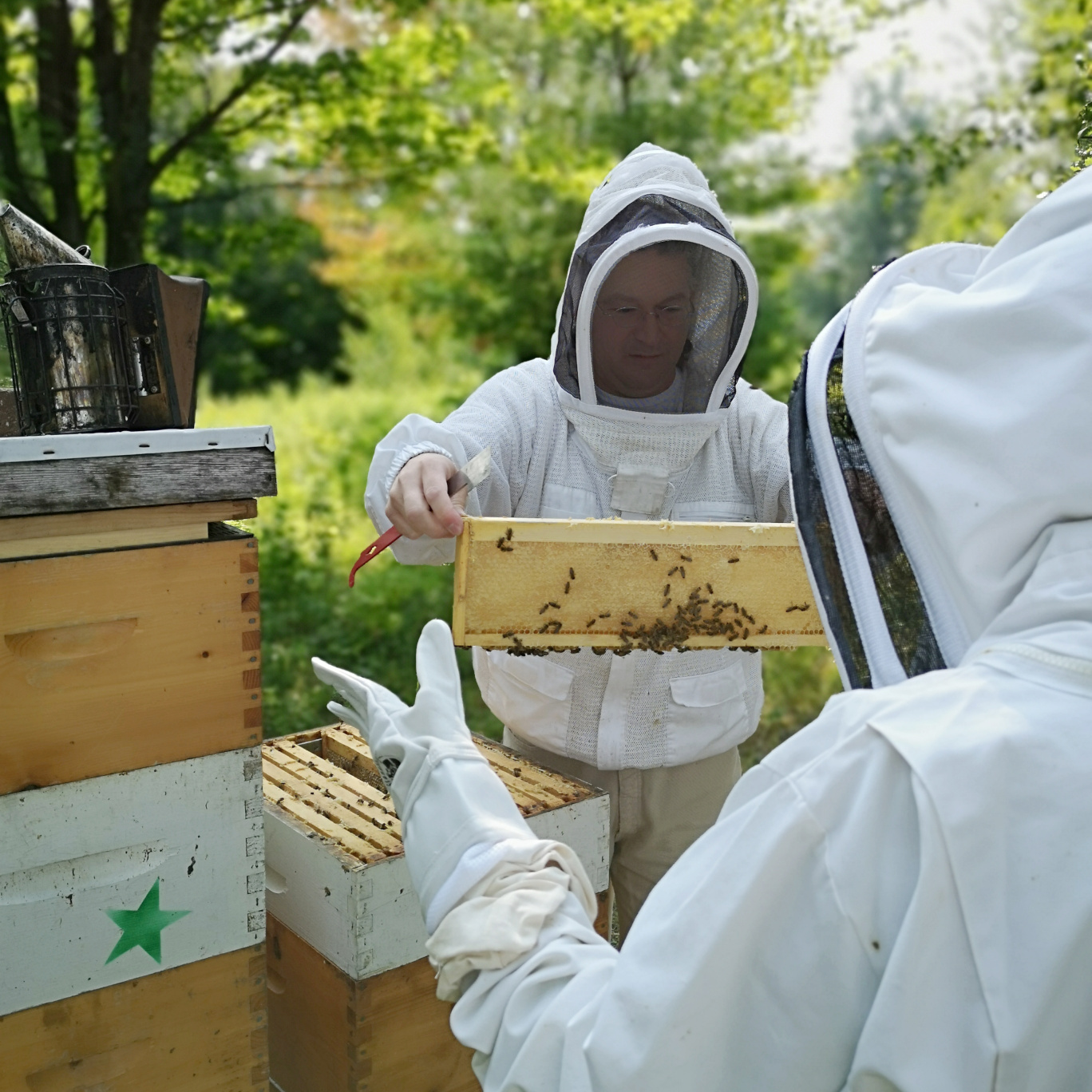 Les miels et produits de la ruche