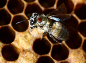 Abeille avec varroa dans la ruche
