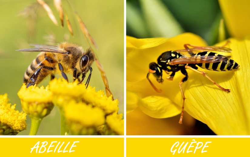 Abeille, guêpe, frelon: quelle est la différence?