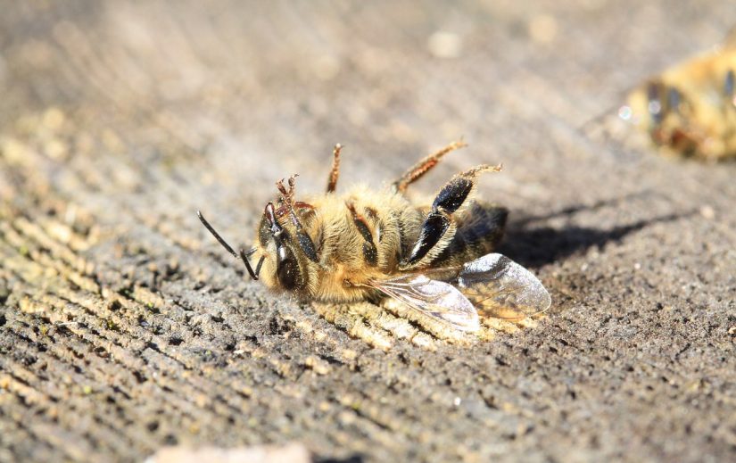 bee-3415321_1280