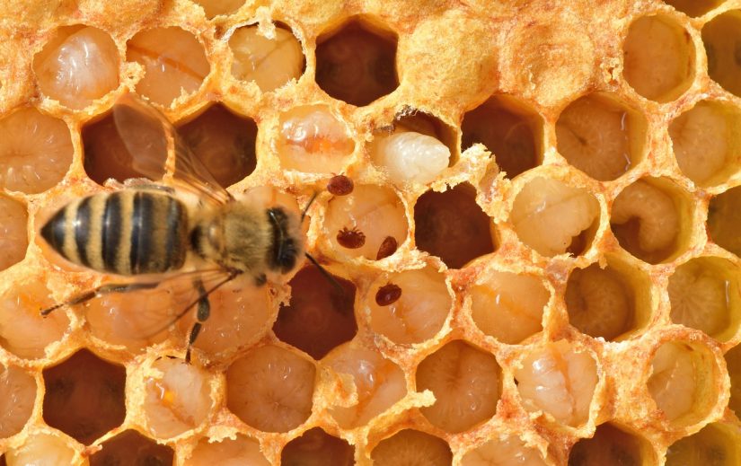 honeybee-7339727_1280
