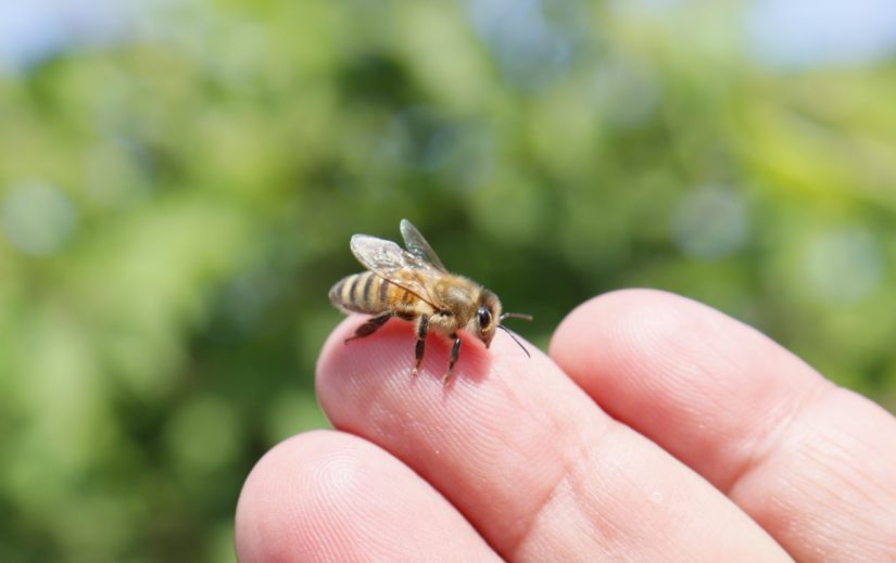 7 faits surprenants à apprendre sur les abeilles