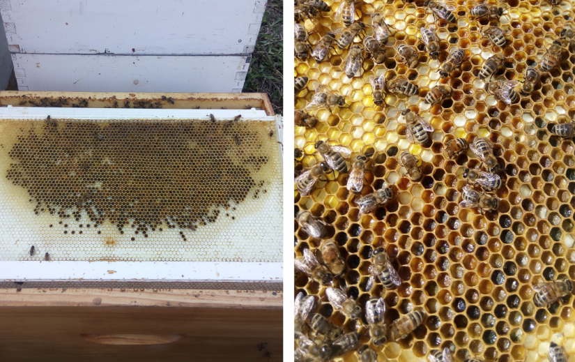 La récolte de la propolis à partir du cadre à pollen