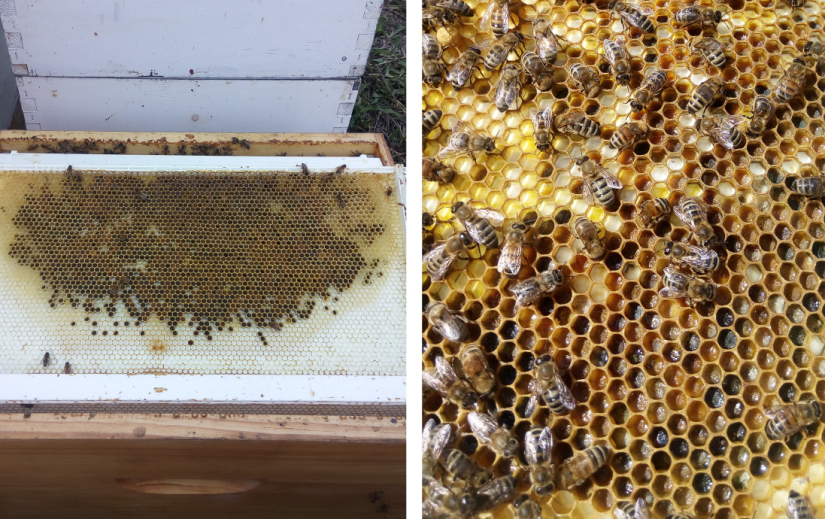 Pollen d'abeille ⋆ Mella Apiculture