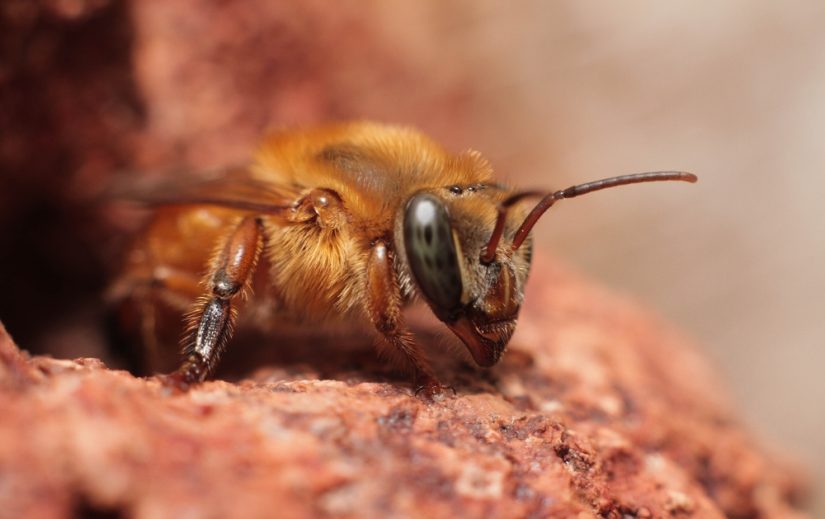 Amazonian,Stingless,Bee,,"melipona,Flavolineata",Pollinator,Of,The,Amazon,Rainforest.