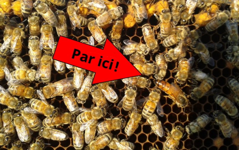 Tout savoir sur la reine des abeilles